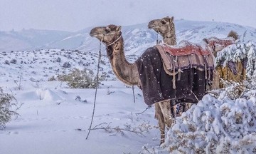A 30-year snow event blankets the Saudi Arabian desert