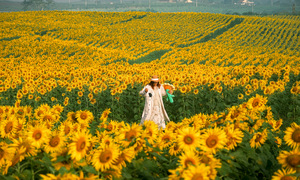 Sunflower field blooms in Nghe An