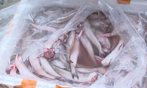 How to identify seafood treated with chemicals, formalin?