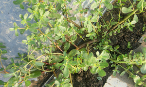 Can drinking purslane juice cure genital warts?