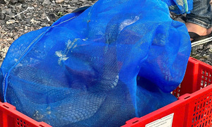Nearly one ton of cobras found on passenger bus