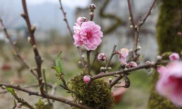 Secretariat bans use of public funds for Tet gift-giving to leaders