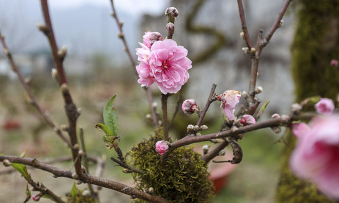 Secretariat bans use of public funds for Tet gift-giving to leaders