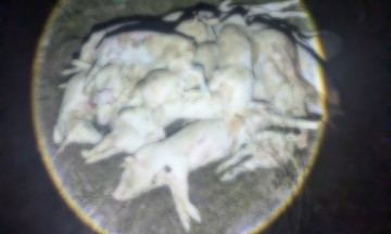 Man digs up hundreds of diseased pig carcasses for processing and illegal sale