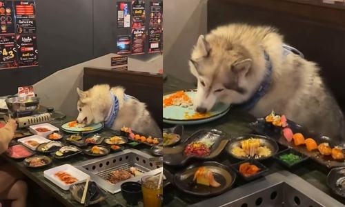 Restaurant allowing pet dogs to eat at customer tables sparks controversy