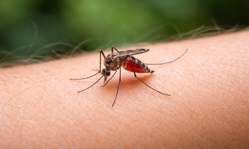 Why do mosquitoes bite you more than others?