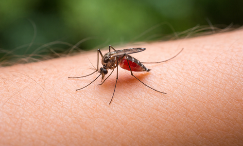 Why do mosquitoes bite you more than others?