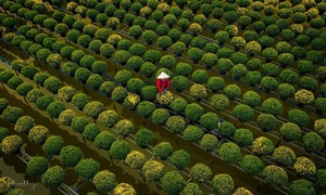 Sa Dec flower growing recognized as national heritage