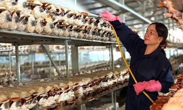 Building wealth from clean mushrooms