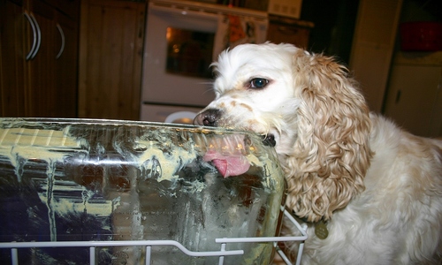 Can a dog drinking water from a food washing basin transmit rabies to humans?