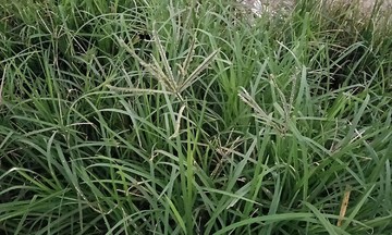 Does goosegrass help reduce fever and treat cough?