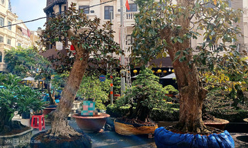 50-year-old ancient ornamental trees 'hit the streets early to find buyers'