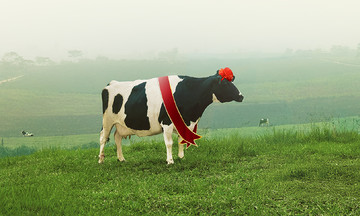 Moc Chau to host 'Miss Dairy Cow 2026' contest