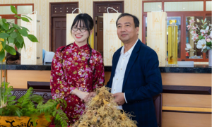 Truong Nhan develops Ngoc Linh ginseng with transparent supply chain