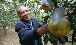Rebuilding a fortune from orange groves after a storm, earning 1 billion VND annually