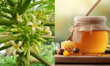 Can drinking honey-soaked male papaya flowers treat coughs?