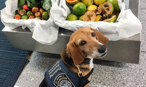 "Beagle brigade" dogs detect prohibited items at airports