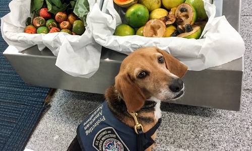 "Beagle brigade" dogs detect prohibited items at airports