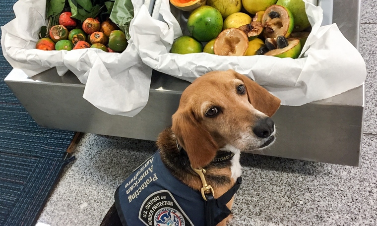 "Beagle brigade" dogs detect prohibited items at airports