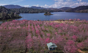 Japanese cherry blossoms bloom in Dien Bien's forest