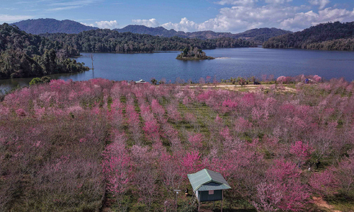 Japanese cherry blossoms bloom in Dien Bien's forest