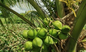 5 morning drinks for weight loss