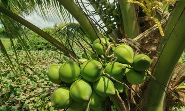 5 morning drinks for weight loss