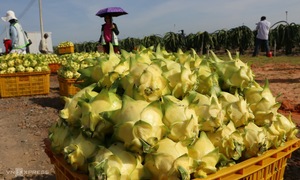 Dragon fruit exports hit an 11-year low