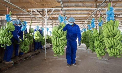 HAGL executive plans to sell over 900 billion VND in HNG shares