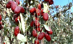 Can eating red dates boost immunity and prevent flu A?