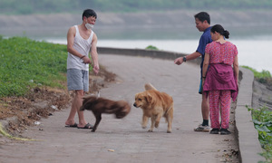 Letting pets roam in public can incur a fine of mot million dong
