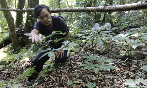 Da Nang expects to create 10,000 jobs from the medicinal herb industry