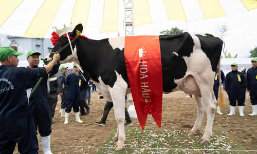 Final round of the "Miss Moc Chau Dairy Cow 2026" contest