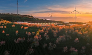 Da Lat's cherry blossoms burst into color to welcome spring