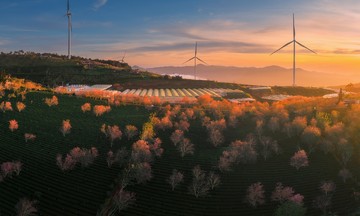 Da Lat's cherry blossoms burst into color to welcome spring