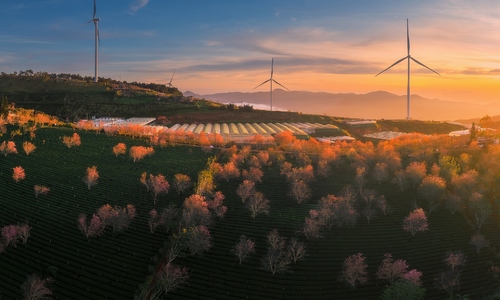 Da Lat's cherry blossoms burst into color to welcome spring