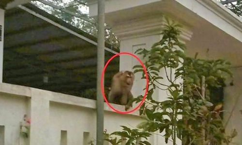 Pig-tailed macaque descends into residential area, attacks residents