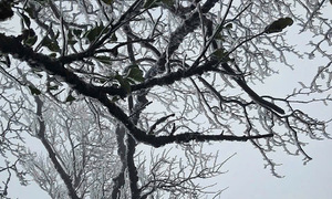 Northern Vietnam gripped by severe cold, temperatures plunge to 2 degrees Celsius