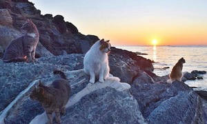Greek island recruits caregivers for 3,000 cats