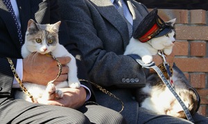 Japan appoints cat as train stationmaster