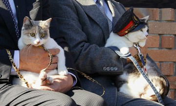 Japan appoints cat as train stationmaster