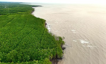 Ca Mau invests over 26,800 billion VND in erosion prevention and control