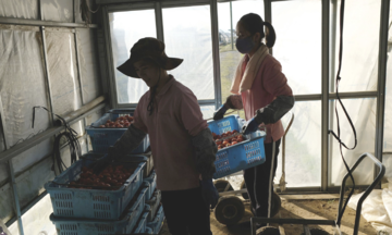 Japanese expert defends Vietnamese runaway laborers