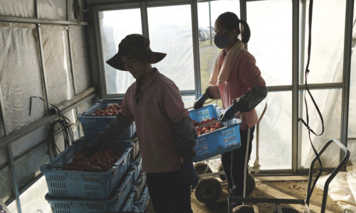 Japanese expert defends Vietnamese runaway laborers