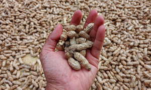 Can eating peanuts help stabilize blood sugar?