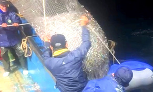 Cua Lo fisherman nets 16 tons of anchovies