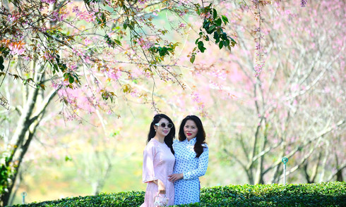 Tourists to enjoy horse riding and cherry blossoms at festival