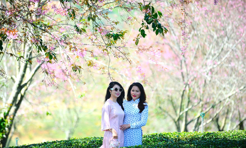 Tourists to enjoy horse riding and cherry blossoms at festival