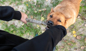 Trouble after a dog bite