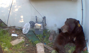 bear holds out in homeowner's crawl space for over a month